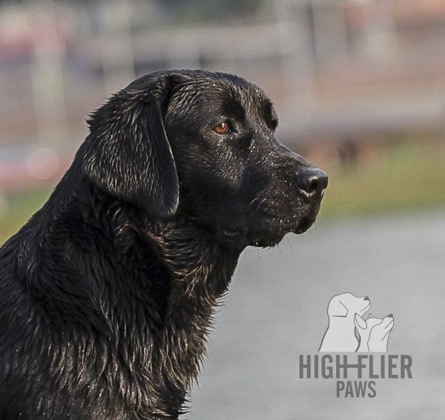 labrador en venta