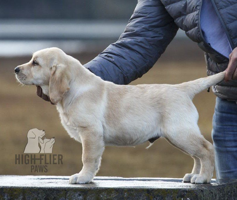 labrador en venta