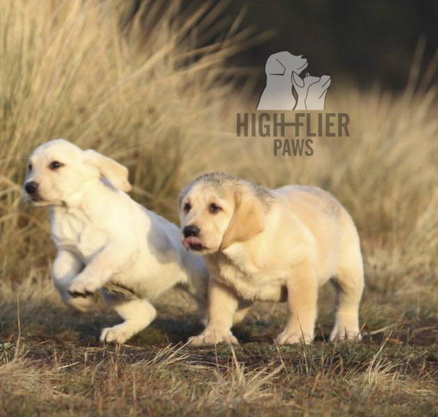 labrador en venta