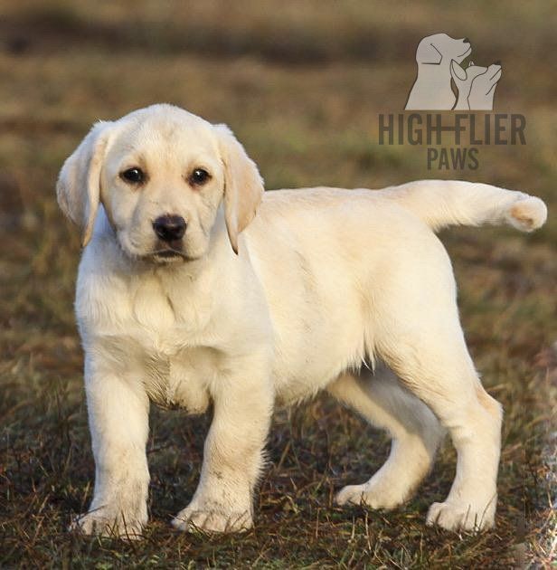 labrador en venta