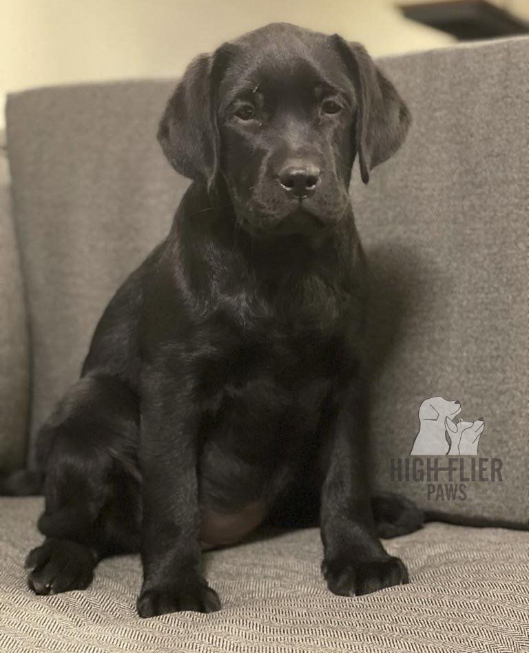 labrador en venta