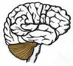 Cerebellum — Omaha, NE — Law Office of Stephen L. Gerdes Cerebellum — Omaha, NE — Law Office of Stephen L. Gerdes