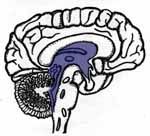 Diencephalon — Omaha, NE — Law Office of Stephen L. Gerdes Diencephalon — Omaha, NE — Law Office of Stephen L. Gerdes