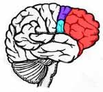 Frontal Lobe — Omaha, NE — Law Office of Stephen L. Gerdes Frontal Lobe — Omaha, NE — Law Office of Stephen L. Gerdes