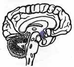 Hypothalamus — Omaha, NE — Law Office of Stephen L. Gerdes Hypothalamus — Omaha, NE — Law Office of Stephen L. Gerdes