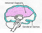 Internal capsule — Omaha, NE — Law Office of Stephen L. Gerdes Internal capsule — Omaha, NE — Law Office of Stephen L. Gerdes