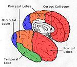 Left hemisphere — Omaha, NE — Law Office of Stephen L. Gerdes Left hemisphere — Omaha, NE — Law Office of Stephen L. Gerdes