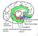 Limbic system — Omaha, NE — Law Office of Stephen L. Gerdes Limbic system — Omaha, NE — Law Office of Stephen L. Gerdes