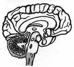 Medulla oblongata — Omaha, NE — Law Office of Stephen L. Gerdes Medulla oblongata — Omaha, NE — Law Office of Stephen L. Gerdes