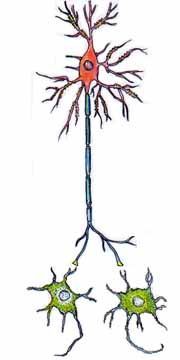 Neuron Connect — Omaha, NE — Law Office of Stephen L. Gerdes Neuron Connect — Omaha, NE — Law Office of Stephen L. Gerdes