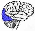 Occipital lobe — Omaha, NE — Law Office of Stephen L. Gerdes Occipital lobe — Omaha, NE — Law Office of Stephen L. Gerdes