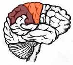 Parietal lobes — Omaha, NE — Law Office of Stephen L. Gerdes Parietal lobes — Omaha, NE — Law Office of Stephen L. Gerdes