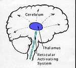 Reticular activating system — Omaha, NE — Law Office of Stephen L. Gerdes Reticular activating system — Omaha, NE — Law Office of Stephen L. Gerdes