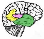 Temporal lobes — Omaha, NE — Law Office of Stephen L. Gerdes Temporal lobes — Omaha, NE — Law Office of Stephen L. Gerdes