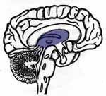 Thalamus — Omaha, NE — Law Office of Stephen L. Gerdes Thalamus — Omaha, NE — Law Office of Stephen L. Gerdes