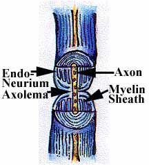 Axon Healthy — Omaha, NE — Law Office of Stephen L. Gerdes Axon Healthy — Omaha, NE — Law Office of Stephen L. Gerdes