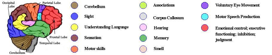 Brain Anatomy and Function — Omaha, NE — Law Office of Stephen L. Gerdes Brain Anatomy and Function — Omaha, NE — Law Office of Stephen L. Gerdes