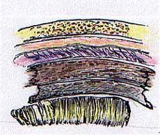 Brain Layers Move — Omaha, NE — Law Office of Stephen L. Gerdes Brain Layers Move — Omaha, NE — Law Office of Stephen L. Gerdes