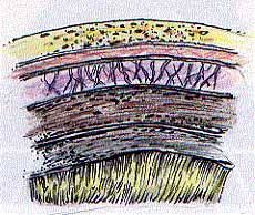 Brain Layers Stop — Omaha, NE — Law Office of Stephen L. Gerdes Brain Layers Stop — Omaha, NE — Law Office of Stephen L. Gerdes