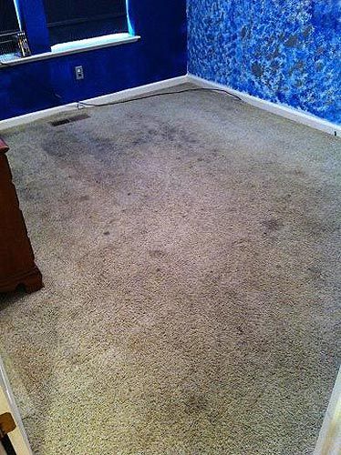 A room with a dirty carpet and a blue wall.