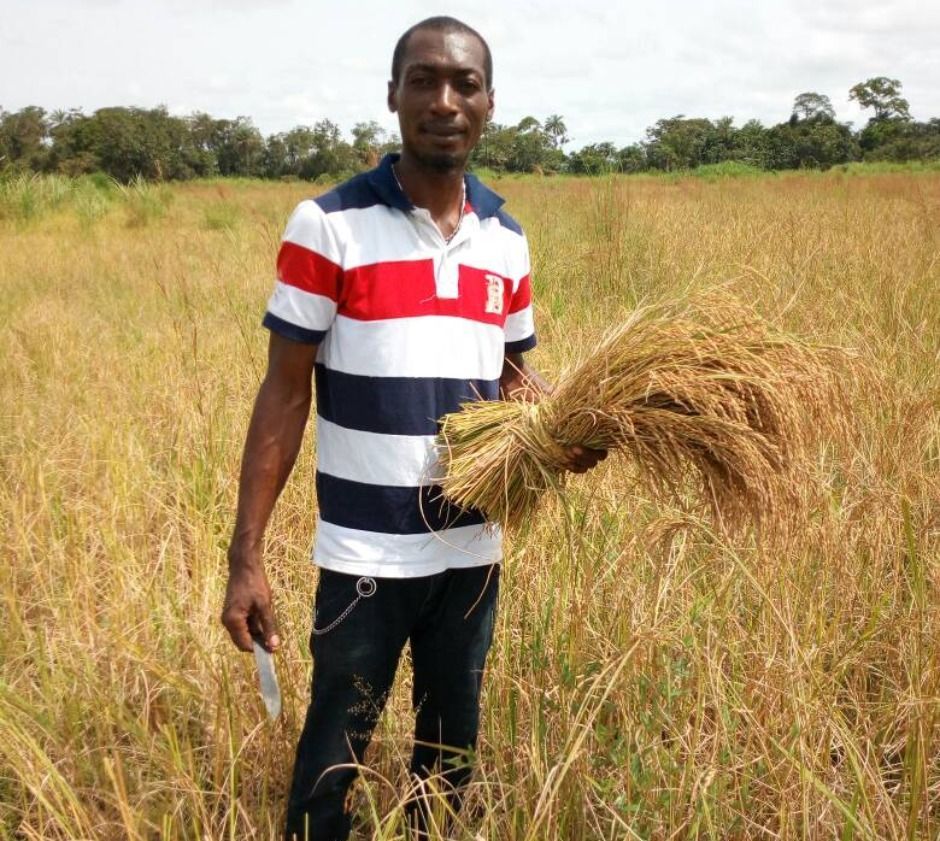 man holding rice straw