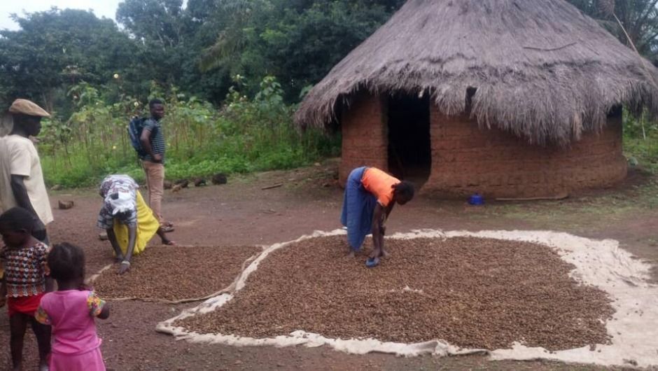 laying seeds on floor