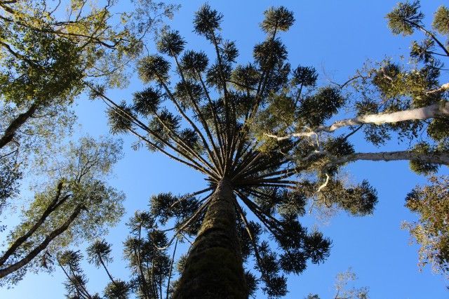 São Jose do Cerrito