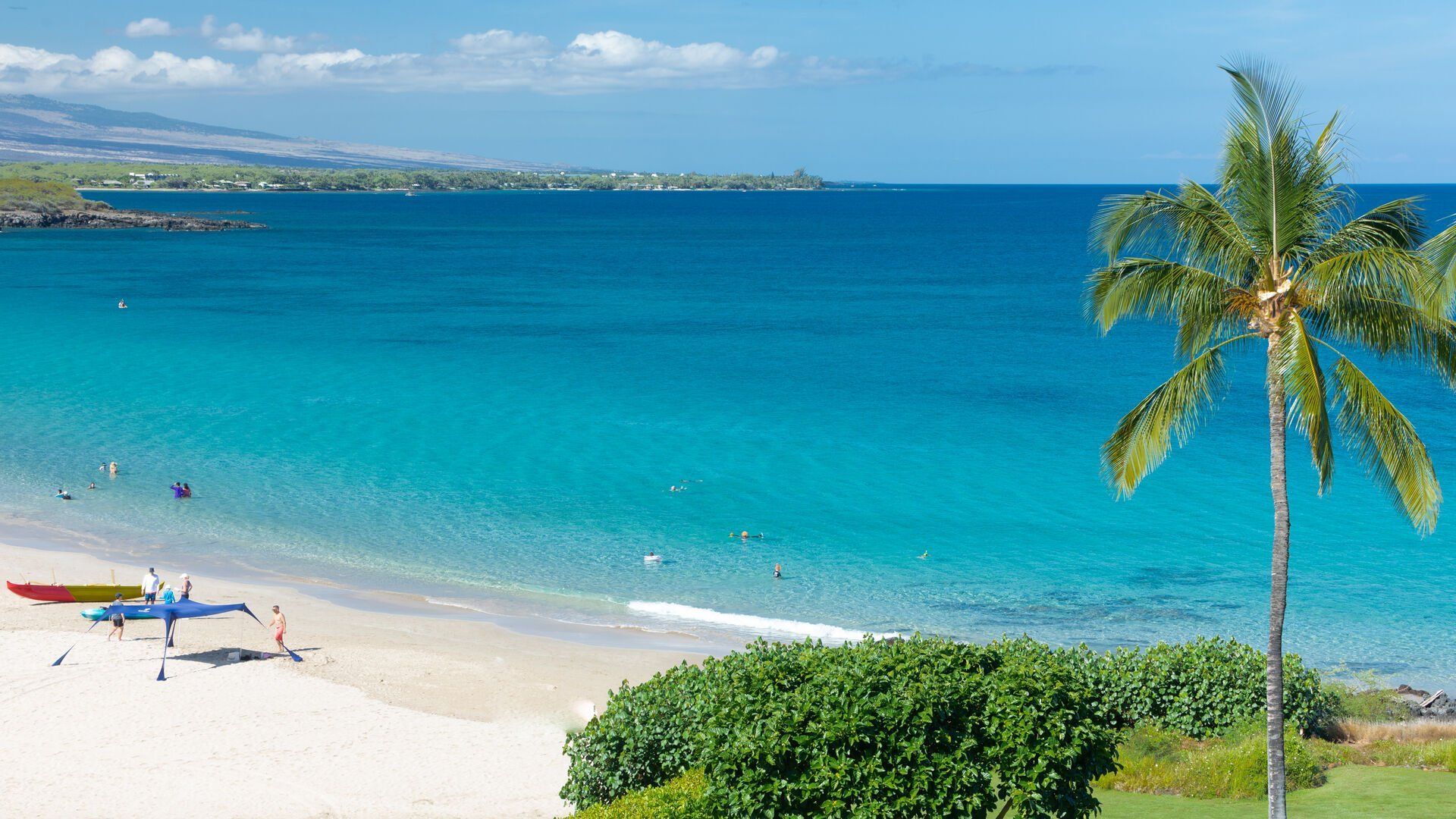A beach with a palm tree and kayaks in the water