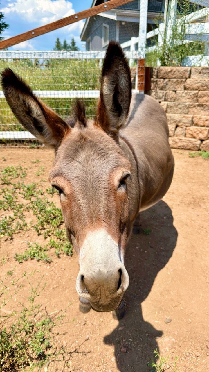 A close-up, front-facing view of a brown donkey with large upright ears standing in a dirt pen near a wooden fence.