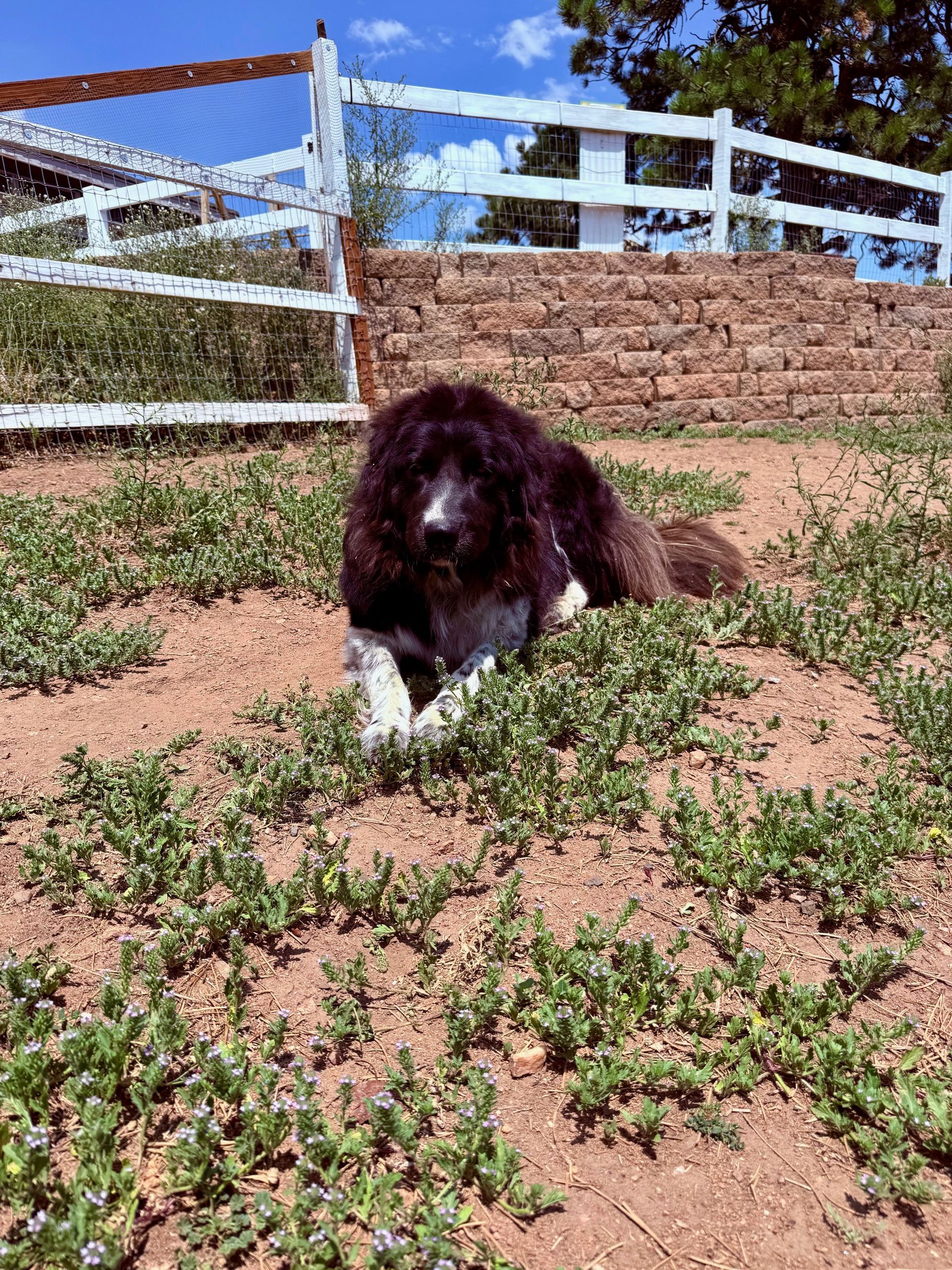 A black-and-white dog rests in a patch of low-growing plants in front of a white wooden fence and a stone retaining wall.