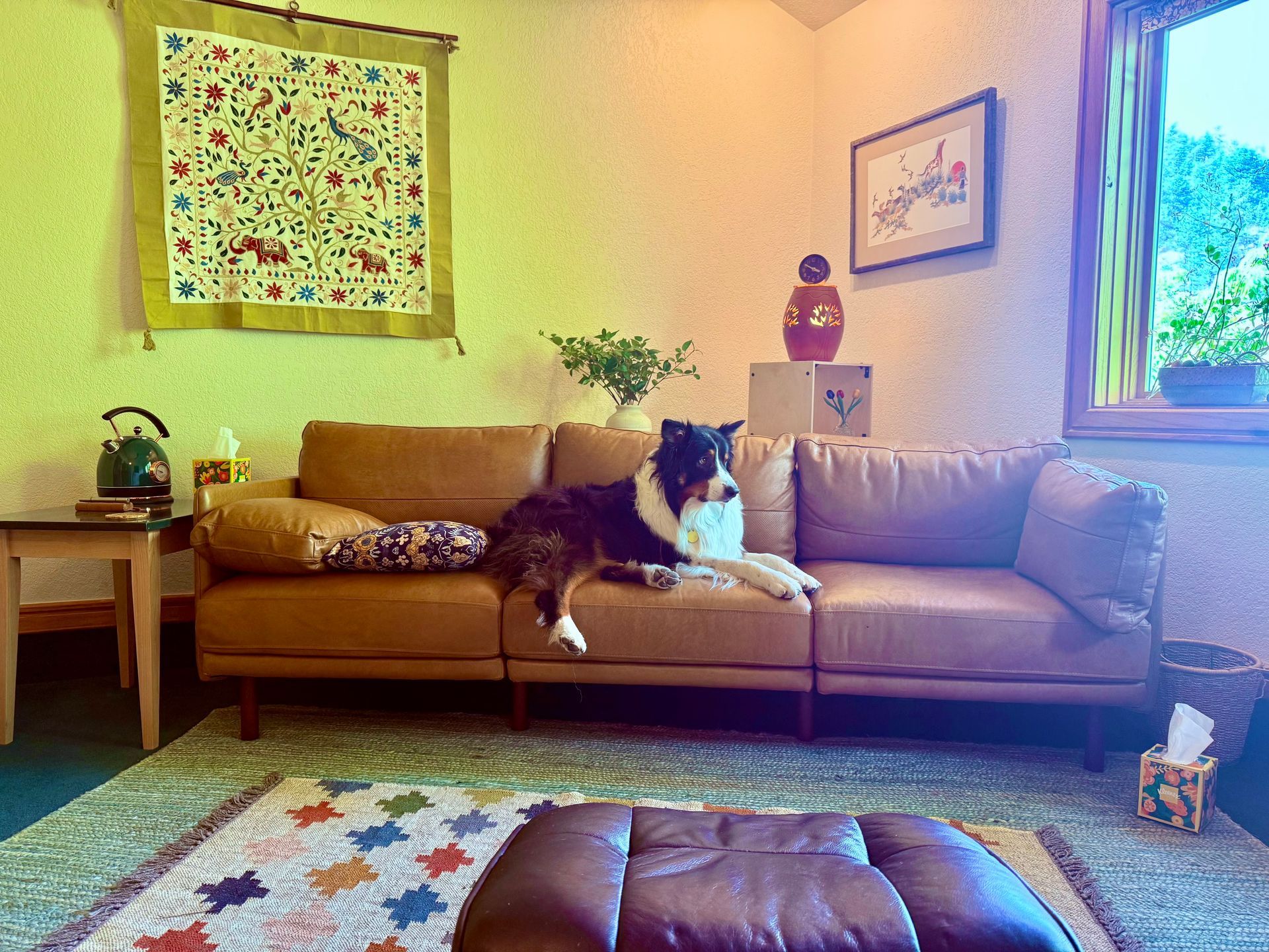 A black and white dog rests on a tan leather sofa in a cozy, decorated living room with a patterned rug.