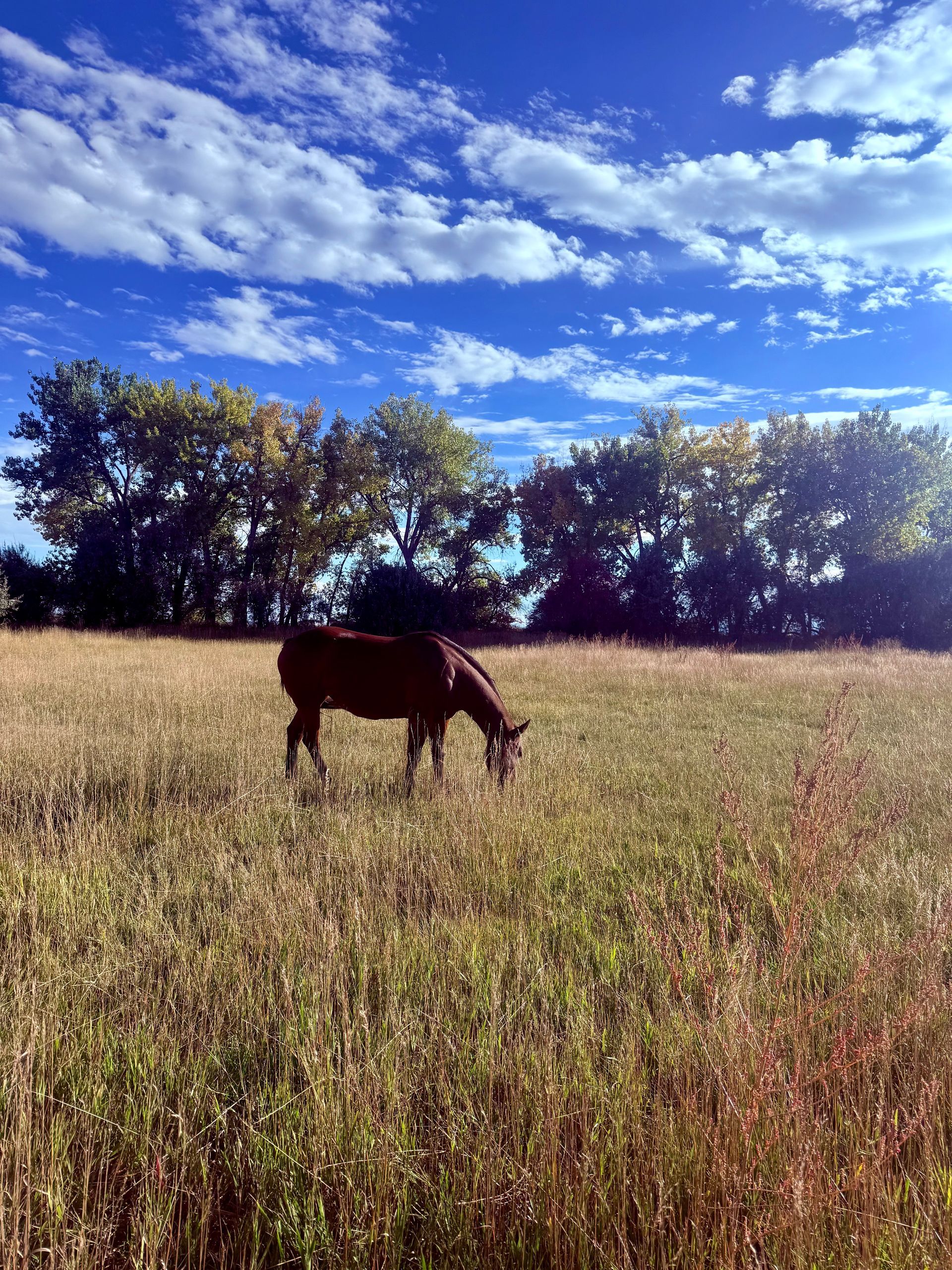 A dark-colored horse grazes in a field of tall grass under a bright blue, cloudy sky.