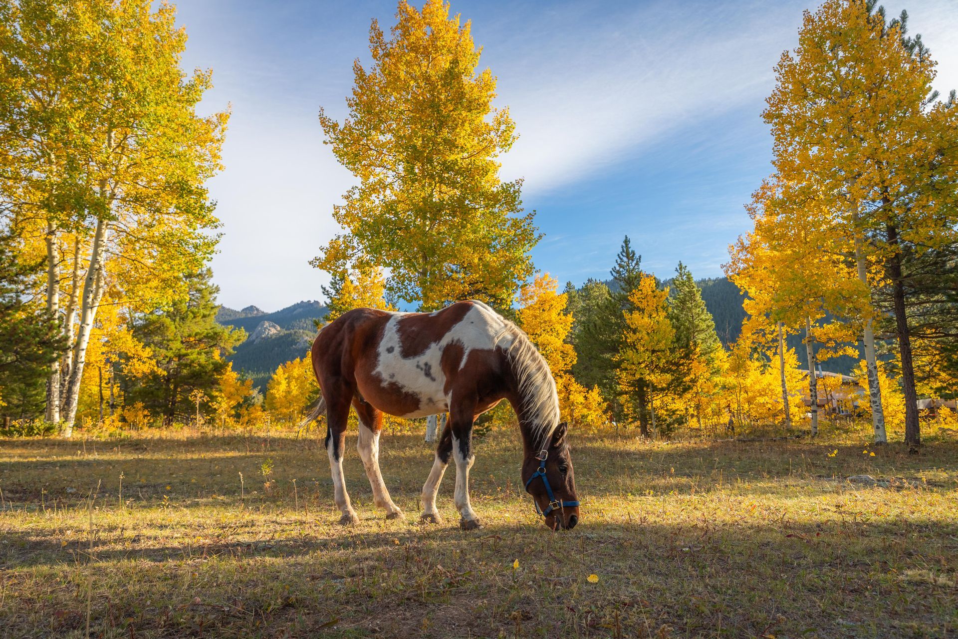 A pinto horse grazes in a meadow surrounded by trees with vibrant yellow autumn foliage under a clear blue sky.