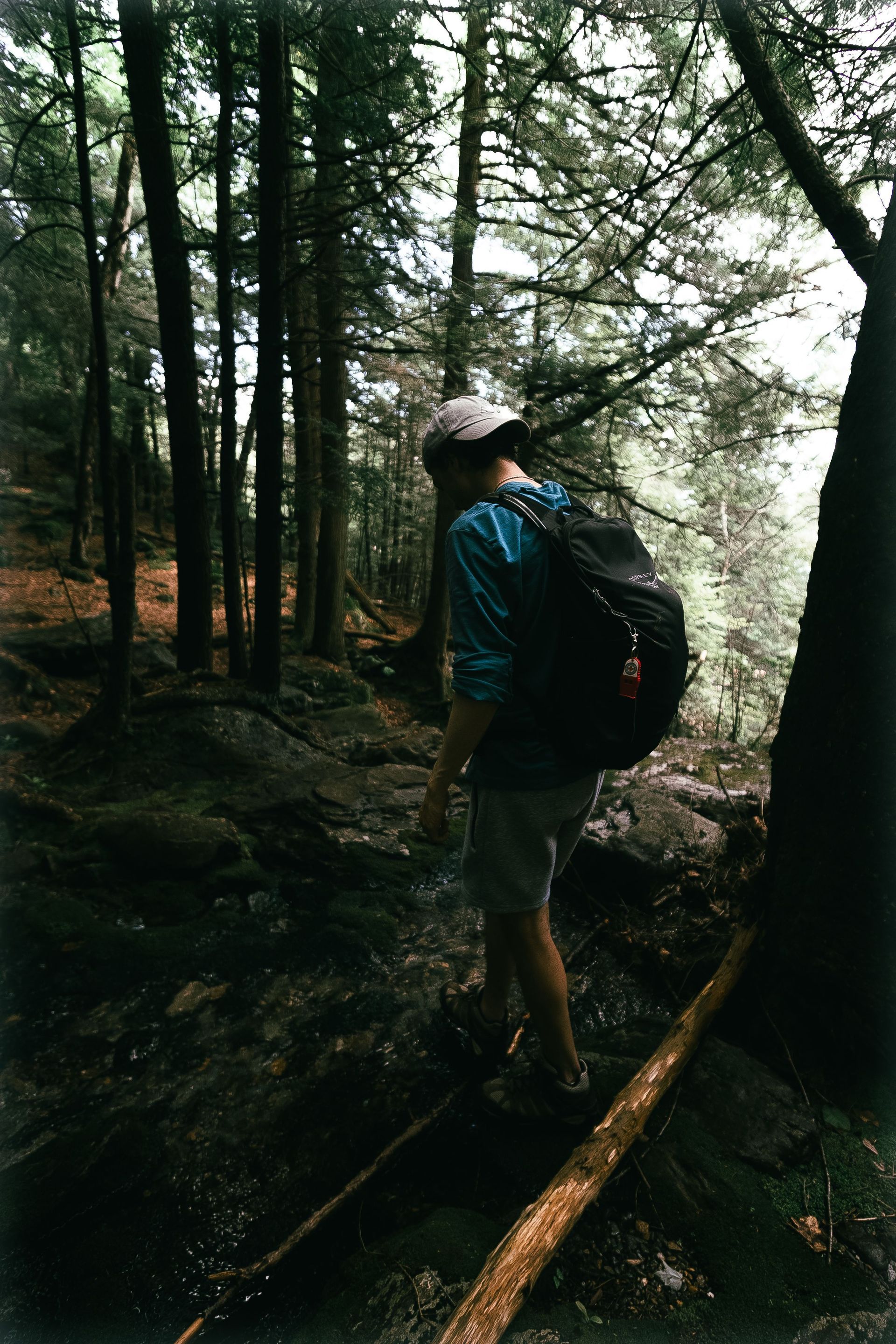 A dirt hiking trail winds along a forested mountain slope under a bright, sunny sky with distant snow-capped peaks.