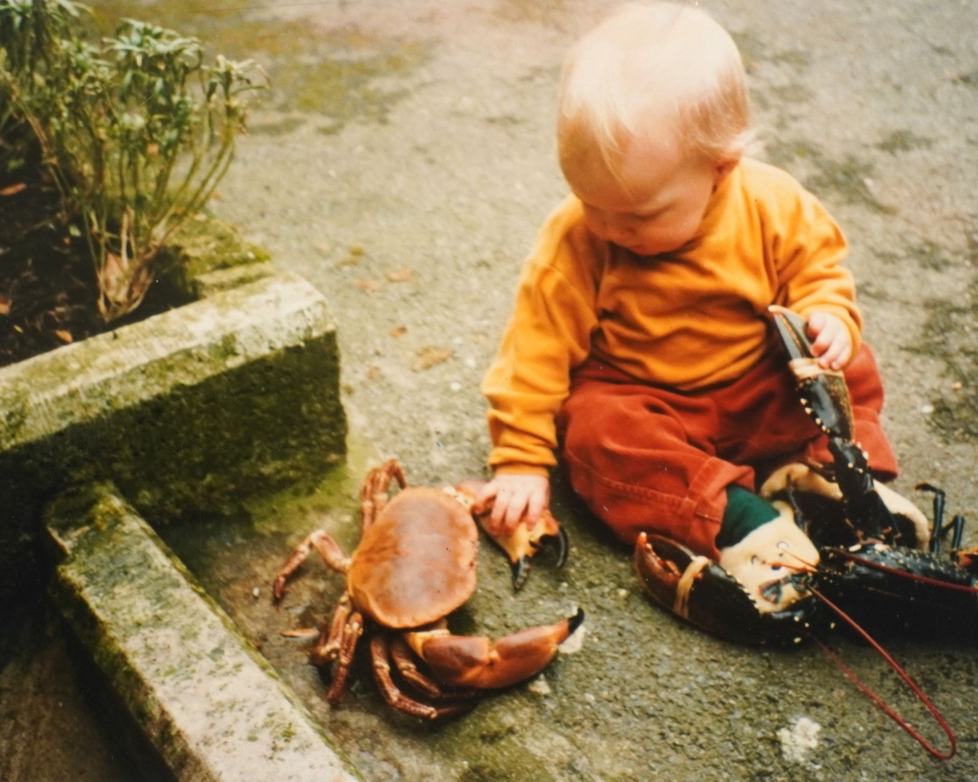 Child in orange clothes sitting on a path, reaching toward a crab beside a small stone step.