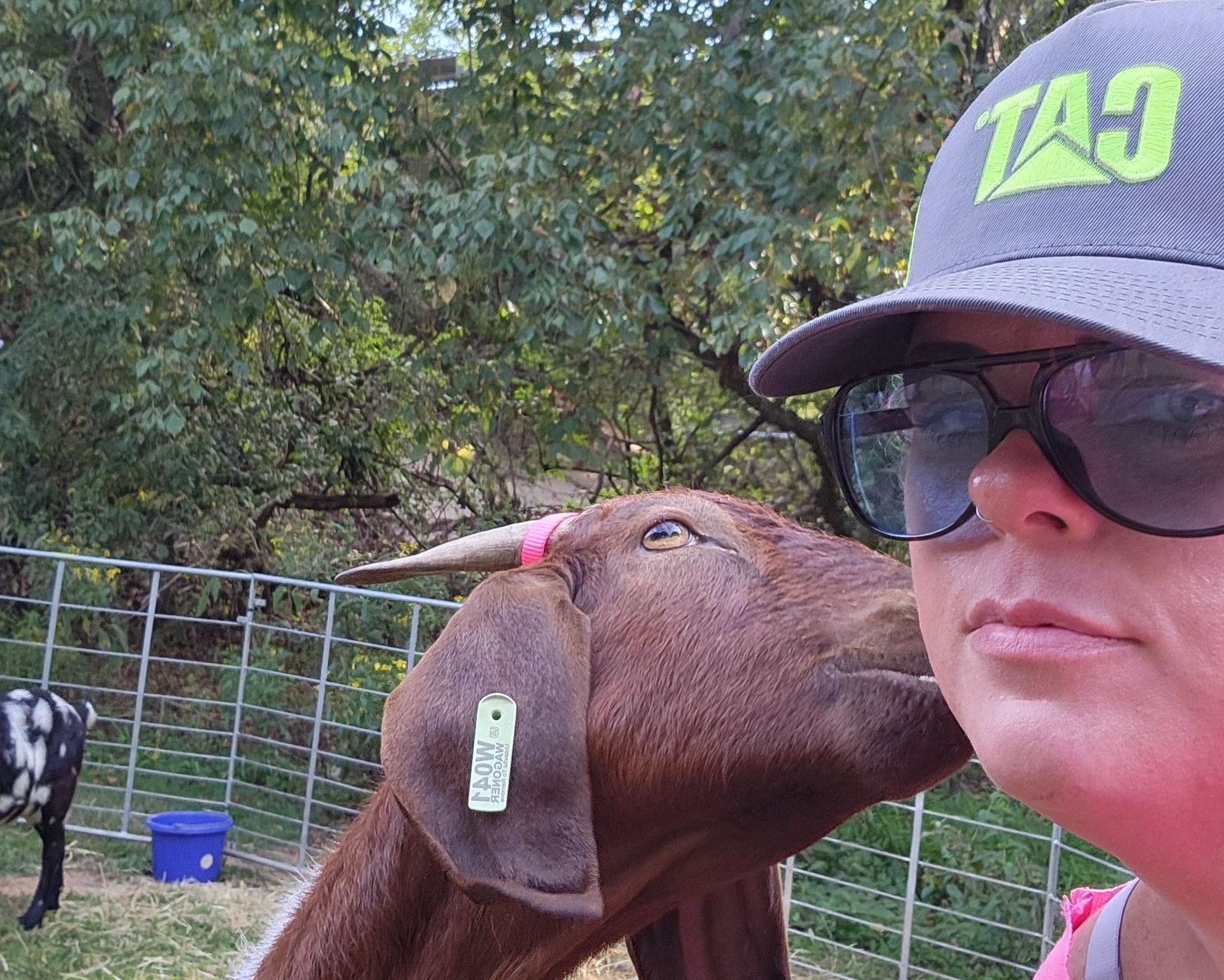Person in sunglasses and a gray cap with a goat nuzzling their face near a fenced pasture