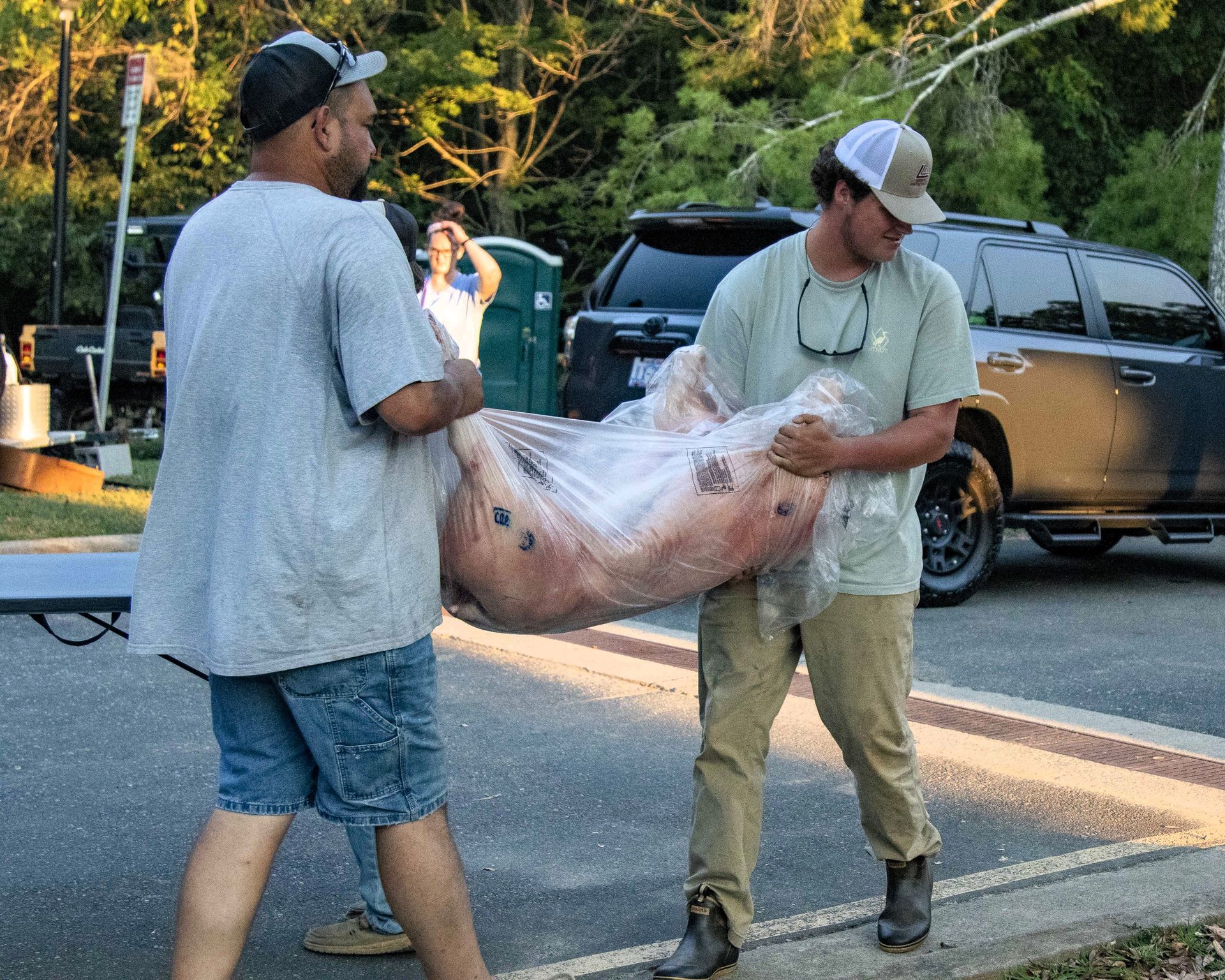 Two men carrying a large wrapped animal carcass beside parked vehicles on a road outdoors