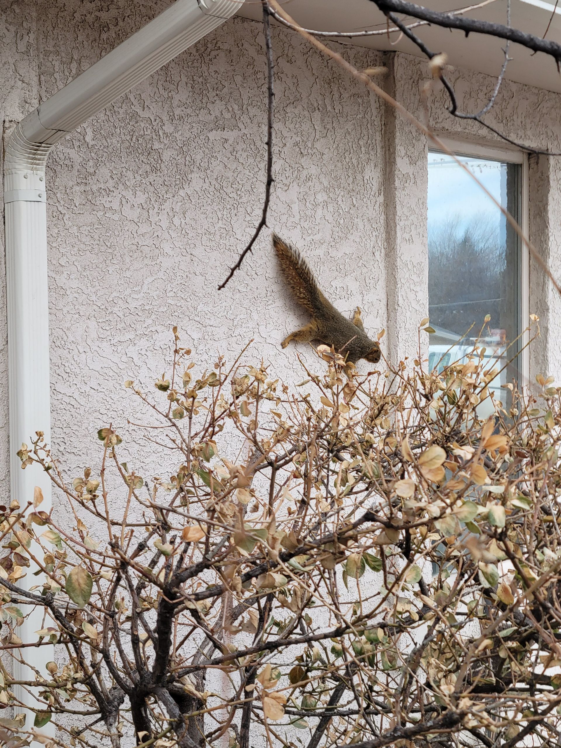 Birds are sitting on the roof of a house
