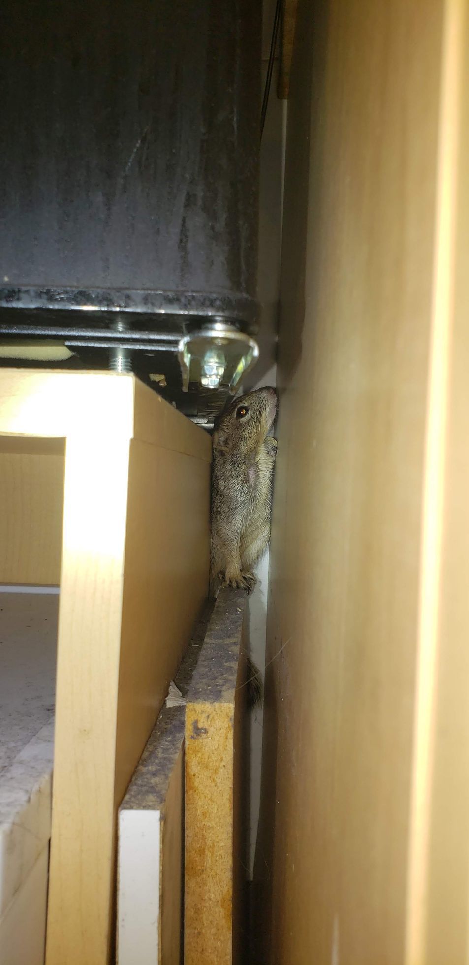 Two raccoons are sleeping in a hole next to a pipe.