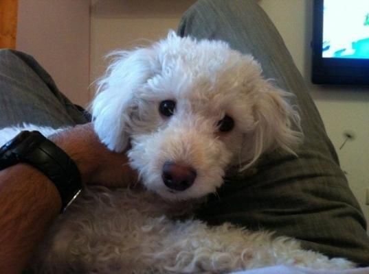 Un perrito blanco y esponjoso descansa sobre el regazo de una persona en el interior de una vivienda, mirando a la cámara.