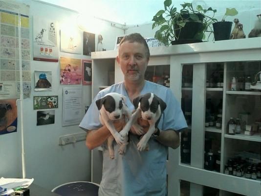 Un hombre sostiene dos pequeños cachorros blancos y negros en una habitación luminosa con estantes y plantas.