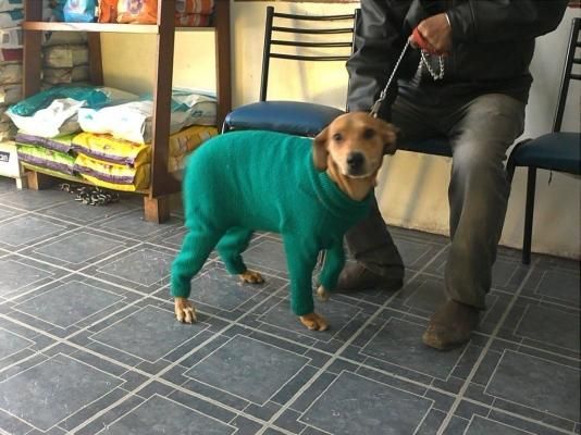 Perro con un suéter verde de pie en el interior de una casa junto a una persona sentada en un piso de baldosas.