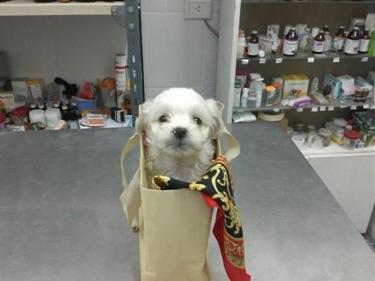 Perro pequeño blanco dentro de una bolsa de papel, con un pañuelo colorido, en el pasillo de una tienda.