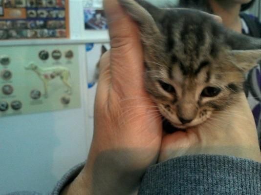 Un pequeño gatito atigrado, sostenido entre dos manos, miraba hacia abajo con expresión soñolienta.