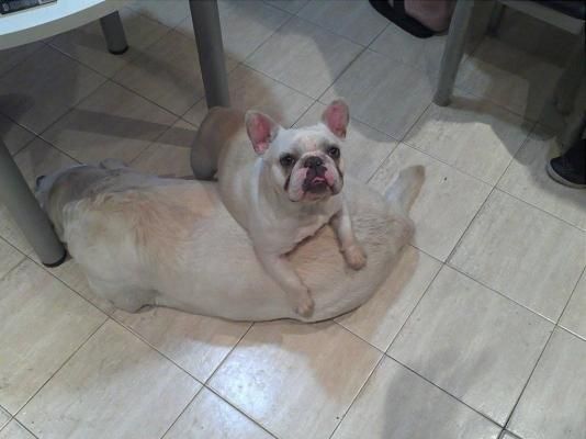 Un bulldog blanco yace sobre un suelo de baldosas debajo de una mesa, mirando hacia arriba con las orejas erguidas.
