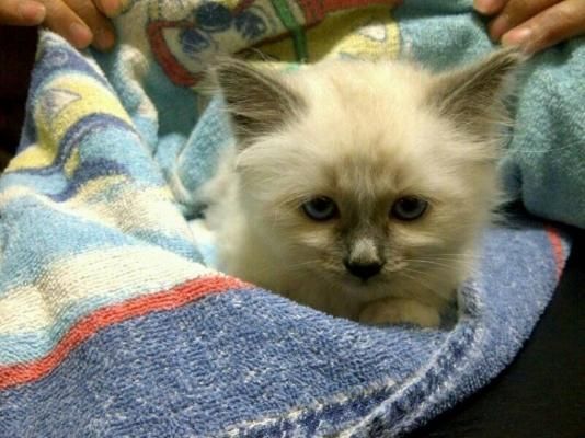 Un pequeño gatito esponjoso acurrucado en una manta colorida, mirando al frente con expresión soñolienta.