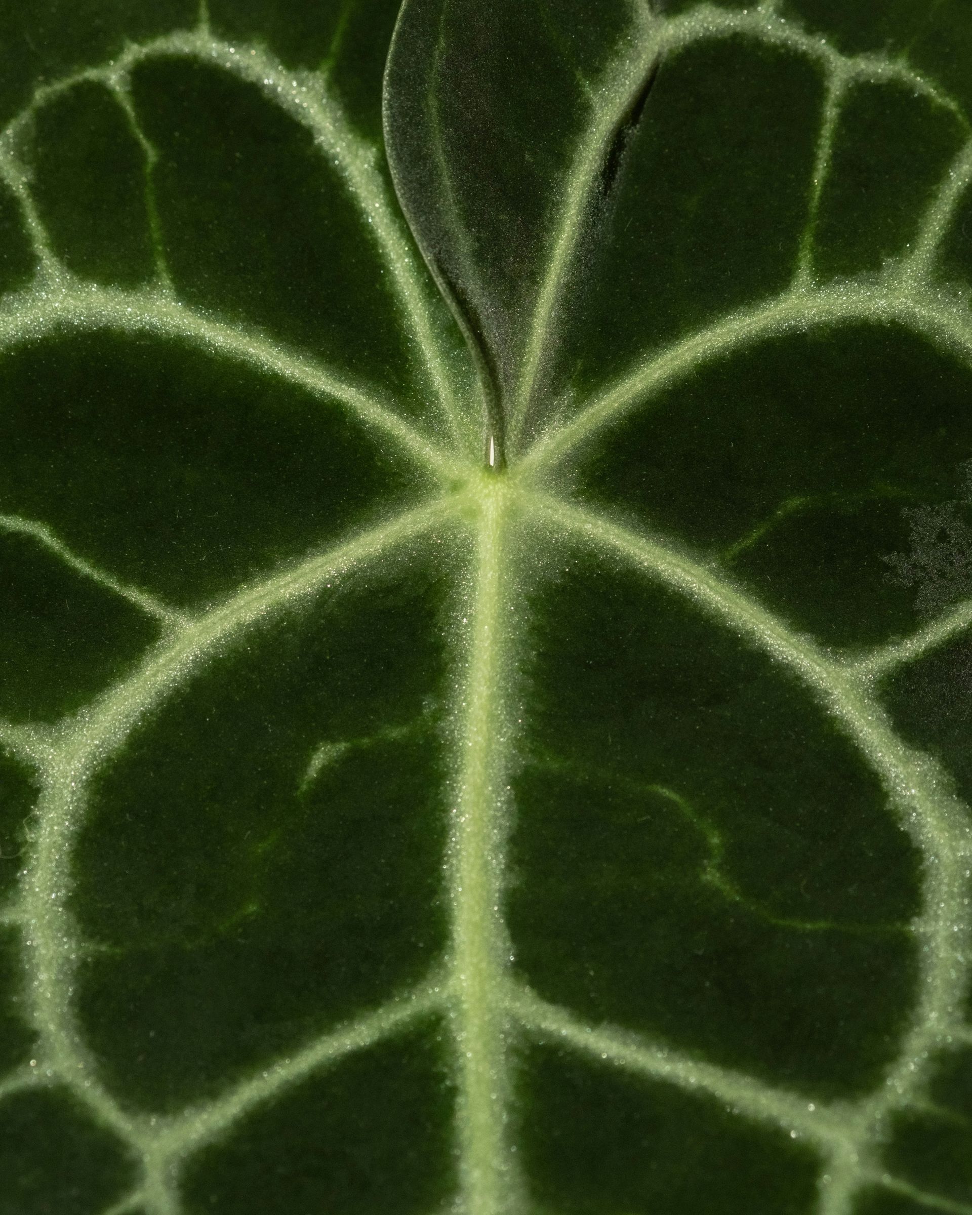 Close-up of a dark green leaf with prominent light green veins.
