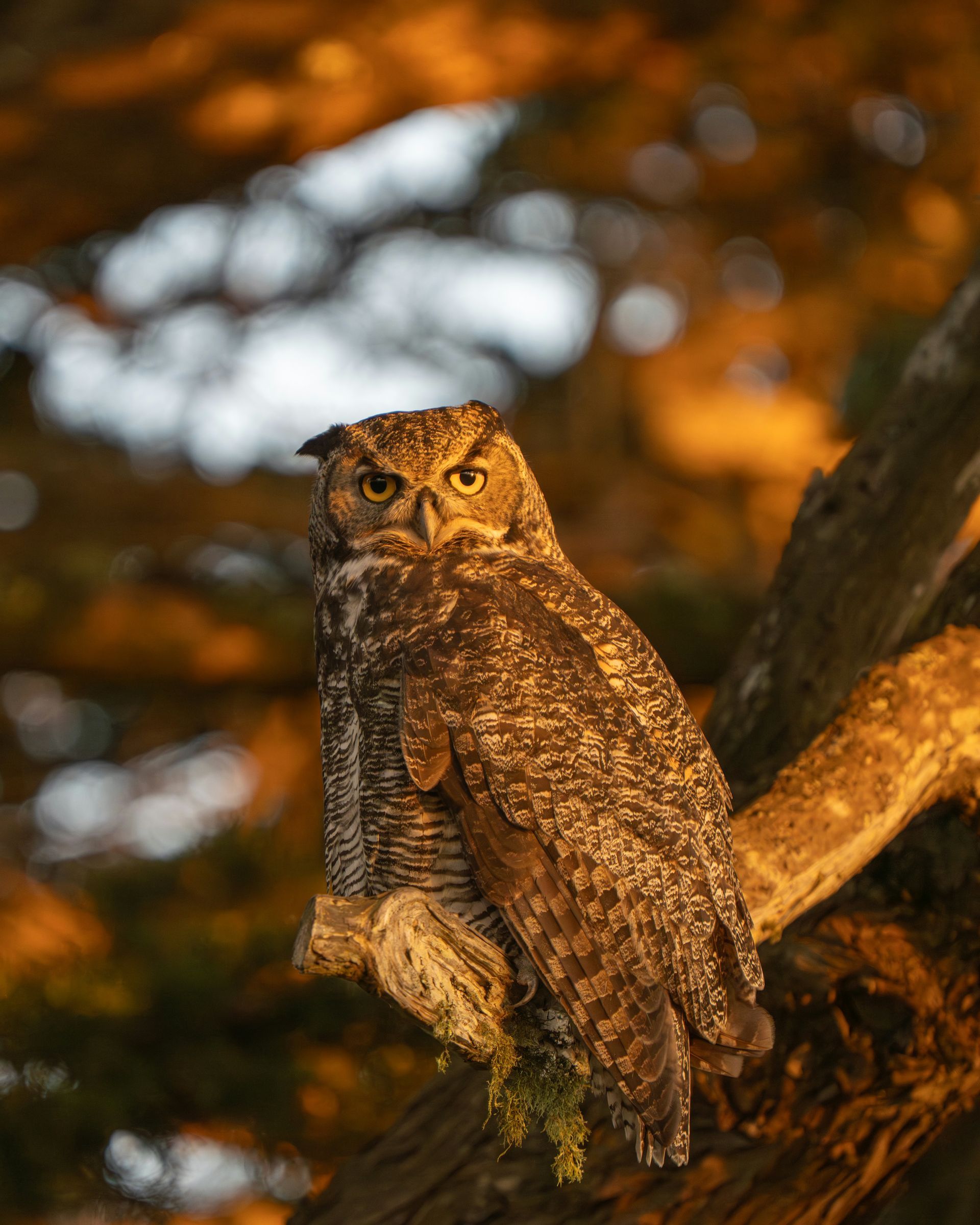 Great horned owl perched on a branch, golden sunlight, looking forward.