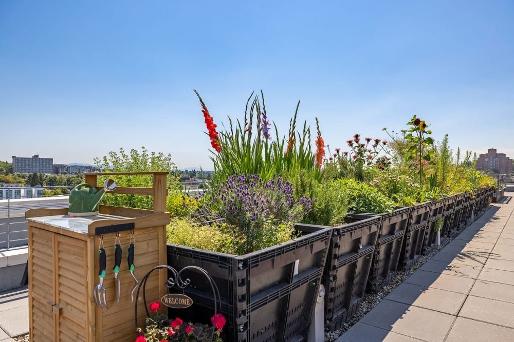 Rooftop garden with a variety of plants and flowers in raised container beds under a clear blue sky. A wooden gardening station with tools and a watering can is in the foreground, with 'Welcome' sign next to blooming red flowers. City buildings are visible in the distance at Anthem on 12th in Seattle, WA.