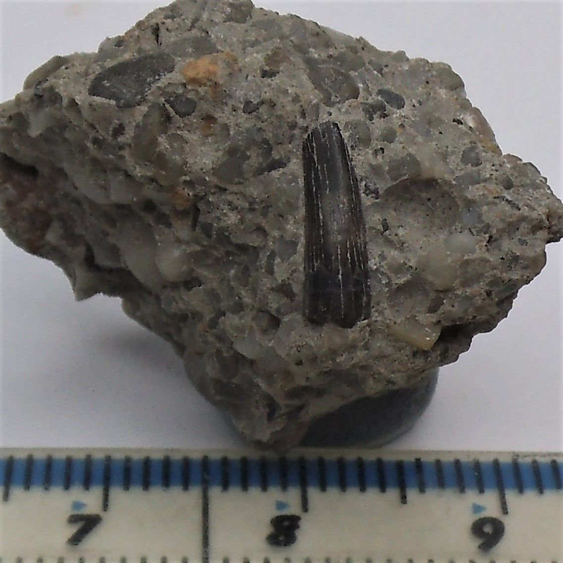 Protacrodus Tooth www.fossiliferous.co.uk